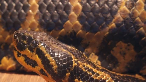 Eunectes notaeus common names: yellow anaconda, Paraguayan anaconda Stock Footage 74517020