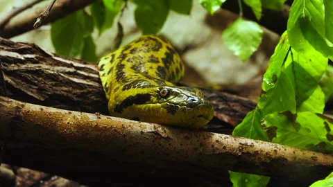 Eunectes notaeus lies on a tree branch Stock Footage 252307483