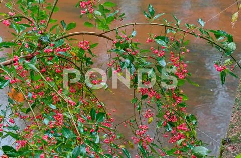 Euonymus autumn close-up, image, deciduous shrub Euonymus Stock Photos