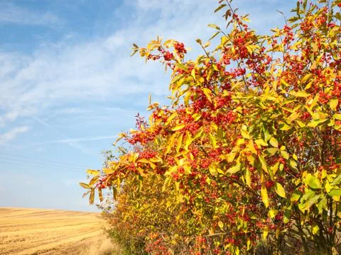 Euonymus europaeus Stock Photos