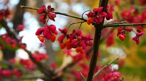 Euonymus, flowers on the branches Video stock 36169413