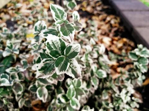 Euonymus Fortune grows in a flower bed. Autumn crops. Close-up of a green pla 스톡 사진