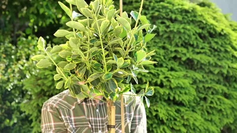 Euonymus fortunei Topiary  in a spring blooming garden.Landscape design plant Stock Footage 303659345