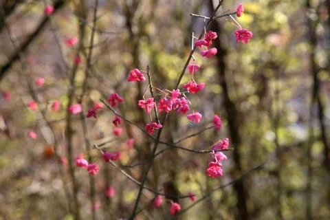 Euonymus Foto stock