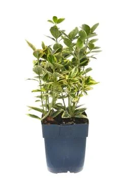 Euonymus Stock Photos