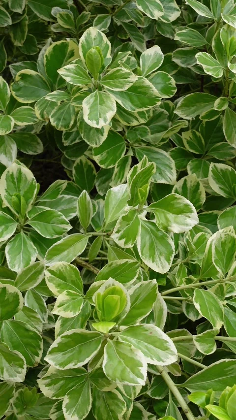 Euonymus plant with variegated leaves moving in wind, vertical format Stock Footage 335240953