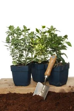 Euonymus plants Stock Photos
