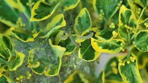 Euonymus shrub covered with caterpillar silk webbing.pest control 库存影片 341270366