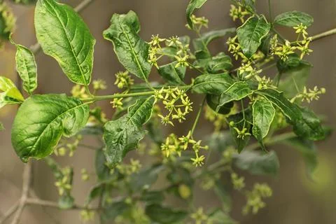 Euonymus, spindle or spindle tree, a genus of flowering plants in the staff.. Stock Photos
