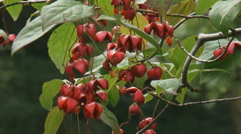 Euonymus, spindle tree in bloom - zoom out garden Stock Footage 33740230