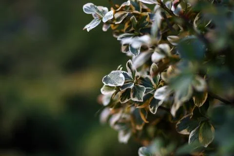 Euonymus tree with rain drops Stock Photos
