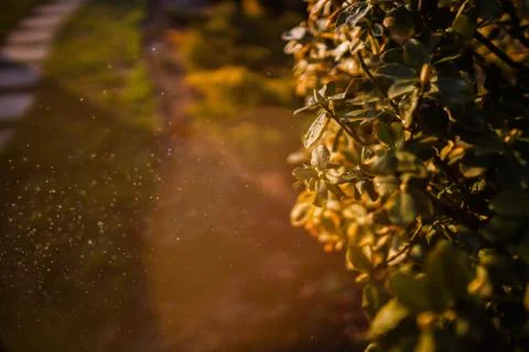 Euonymus tree with rain drops Stock Photos