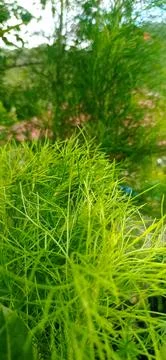 Eupatorium Capillifolium Stock Photos