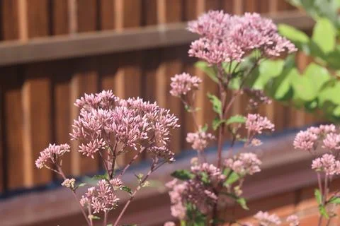 Eupatorium, flower in a garden plot 2 Stock Photos