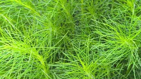 Eupatorium Leaves Natural Texture Vidéo 333690141