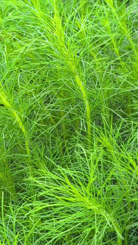Eupatorium Leaves Natural Texture Vidéo 333690153