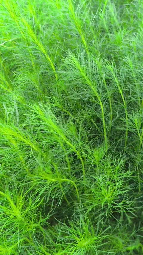 Eupatorium Leaves Natural Texture Vidéo 333690154