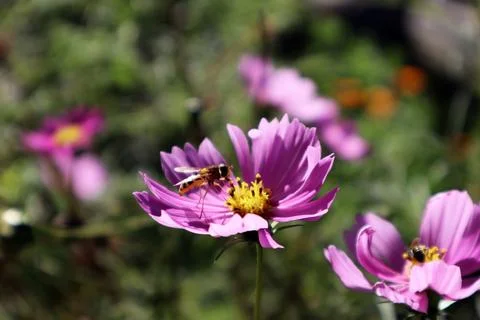 Eupeodes corollae (Hoverfly) using its proboscis to reach the nectar of a flower Stock Photos