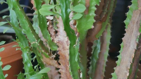 Euphorbia cactus triangular in a pot Stock Footage 119490789