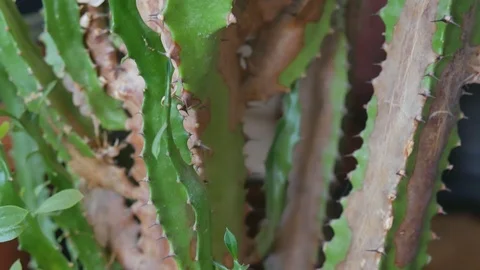 Euphorbia cactus triangular in a pot Video stock 119889309