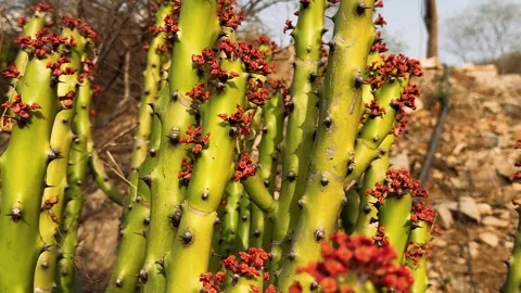 Euphorbia caducifolia tree from flat angle Stock Footage 334539412