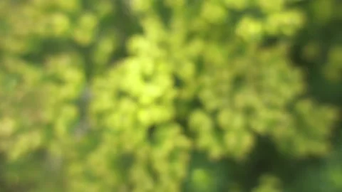 Euphorbia dendroides, also known as tree spurge, is a small tree of the famil Stock Footage 129669761