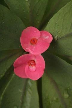 Euphorbia Flower Stock Photos