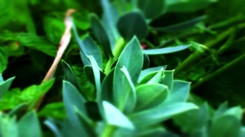 Euphorbia Video stock 10823970