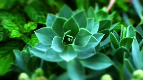 Euphorbia Video stock 10823975