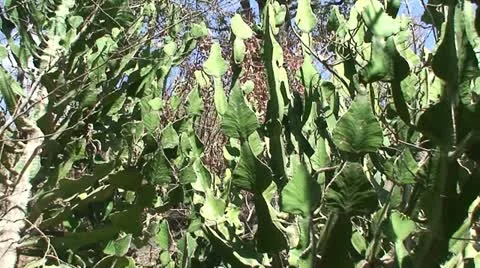 Euphorbia Stock Footage 11578549