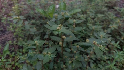 Euphorbia hirta in Cinematic Color Stock Footage 296046292