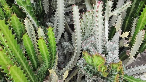 Euphorbia lactea Video stock 320849340