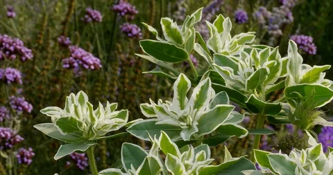 Euphorbia marginata Stock Footage 114387384