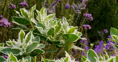 Euphorbia marginata Stock Footage 114387432