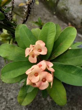 Euphorbia Stock Photos