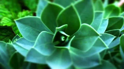 Euphorbia trailing Video stock 10823989