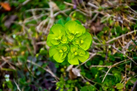 Euphorbia zero and Stock Photos