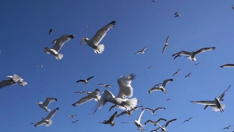 Euphoric Birds Taking Flight in the Sky Stock Footage 247902774