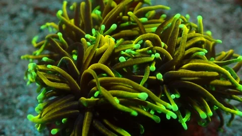 Euphyllia glabrescens Video stock 270110742