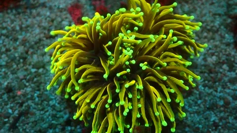 Euphyllia glabrescens Video stock 270110744