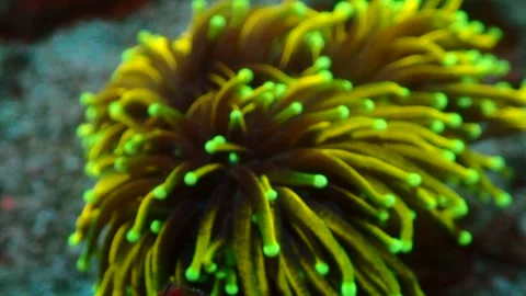 Euphyllia glabrescens Video stock 270110747