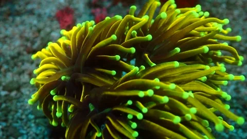 Euphyllia glabrescens Video stock 270110749