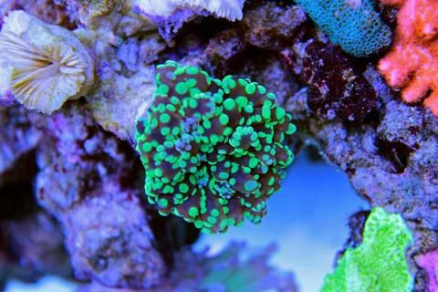 Euphyllia sp. is a genus of large-polyped stony coral Fotos de archivo