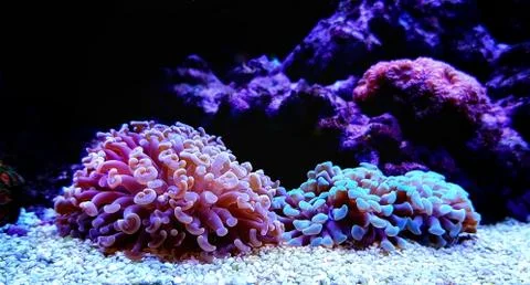 Euphyllia sp. is a genus of large-polyped stony coral Photos