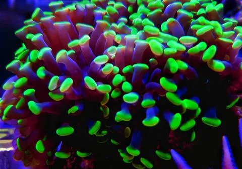 Euphyllia sp. is a genus of large-polyped stony coral Stock Photos