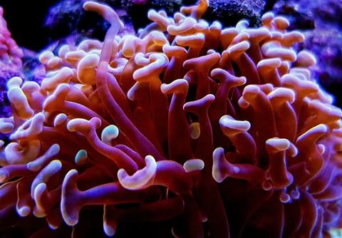 Euphyllia sp. is a genus of large-polyped stony coral Stock Photos