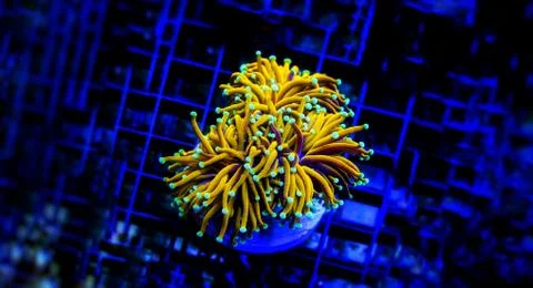 Euphyllia sp. is a genus of large-polyped stony coral Photos