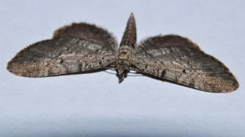 Eupithecia intricata Stock Photos