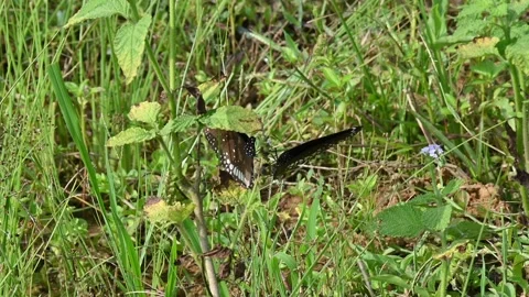 Euploea core butterfly. Stock Footage 293210763