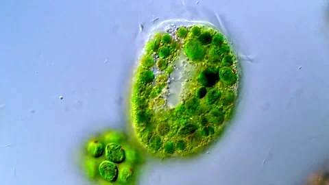 Euplotes protozoa and green algae under DIC microscope 库存影片 317886436
